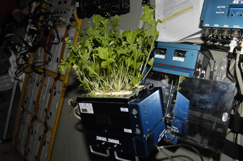 Mizuna lettuce growing on board the ISS. (Image: NASA)